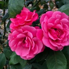 Pink Perpetue Climbing Rose (Rosa Pink Perpetue) 1